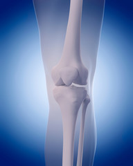 medically accurate illustration - bones of the knee