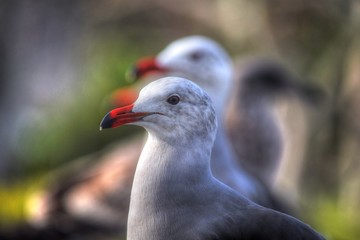 Seagull Portrait