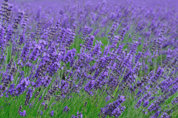Fototapeta premium Beautiful Lavender garden in Hokkaido, Japan.