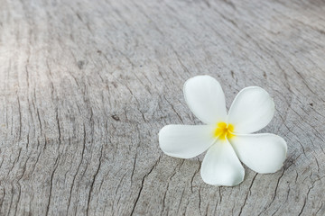 Fototapeta na wymiar White Plumeria flower on wood texture