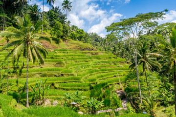 Incredible green rice field Bali, Indonesia