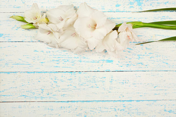 Beautiful gladiolus flowers on wooden background