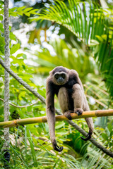 Long-armed monkey on a branch eye contact