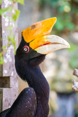 Big black bird with yellow mohawk