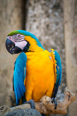 Macaw parrot on a branch with eye contact