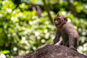 Baby monkey, Bali, Indonesia