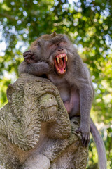 Yawning monkey with big teeth, Bali, Indonesia