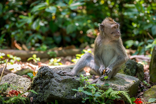 Baby monkey, Bali, Indonesia