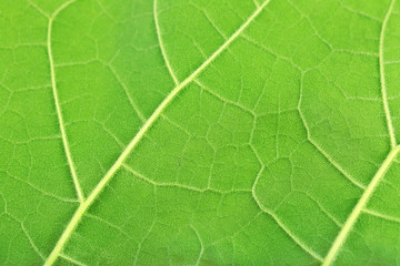 Fresh green leaf, close up