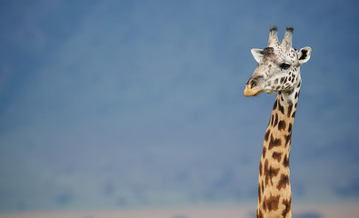 Big male Giraffe against a blue mountain