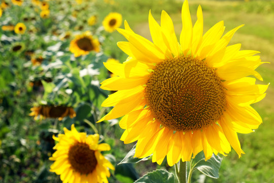 Beautiful sunflowers growing in field
