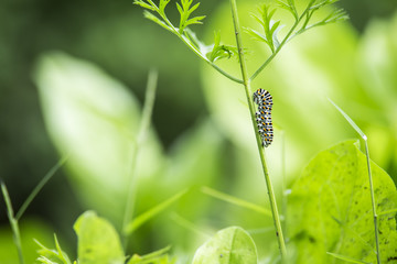 beautiful catterpillar attached on a blade of grass