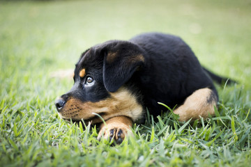 Rottweiler