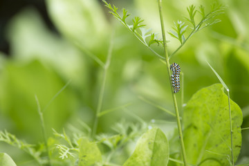 beautiful catterpillar attached on a blade of grass