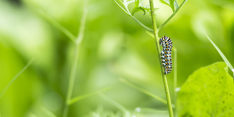 beautiful catterpillar attached on a blade of grass