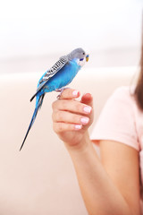 Fototapeta premium Budgerigar sitting on hand on bright background