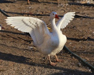 Group of white domestic geese on the poultry farm.
