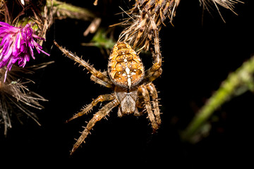 Kreuzspinne