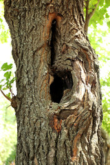 Tree hollow close up