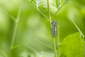 beautiful catterpillar attached on a blade of grass