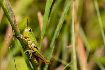 Grashüpfer