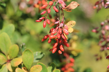 barberry berry bunches on the tree