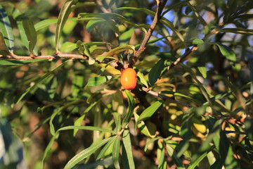 sea buckthorn berrie on a tree