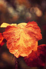 autumn leaf on the tree yellow orange