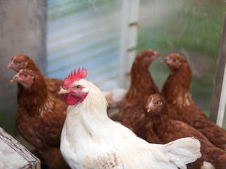 Петух и курицы