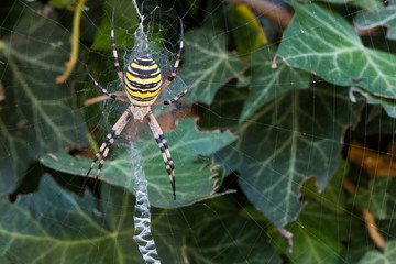 wasp spider (Argiope bruennichi) waiting for preys in its web