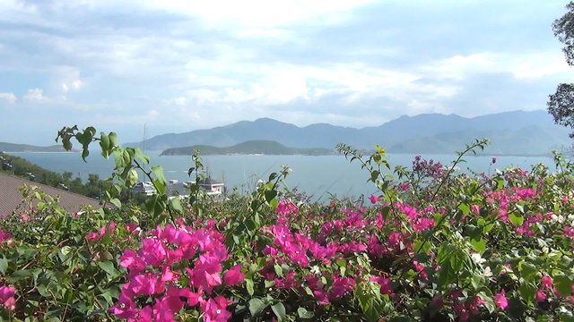 "Beautiful flowering shrub with pink flowers swaying in the wind
against the backdrop of the sea, islands and sky
