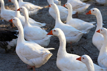 Group of white domestic geese on the farm.