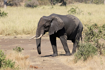 Fototapeta premium African elephant, Loxodonta africana