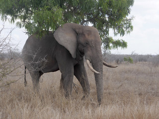 Fototapeta premium African elephant, Loxodonta africana