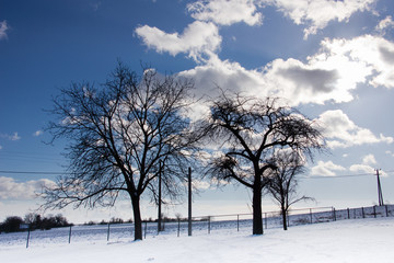 Fototapeta premium Trees in the snow with a blue sky and white clouds