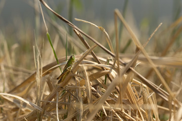 Detail of the Grasshopper in the green Nature