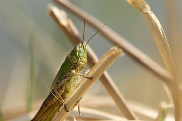 Detail of the Grasshopper in the green Nature