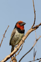 Black-collared barbet, Lybius torquatus