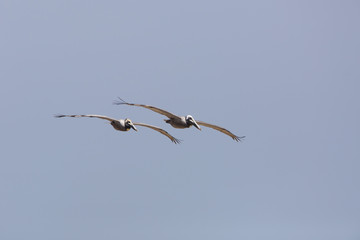 Pair of Brown Pelicans (Pelecanus occidentalis) in Flight over the Gulf of Mexico - Texas