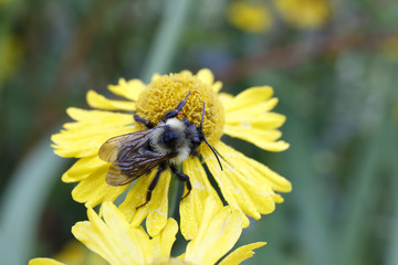 Bumblebee on Sneezeweed (Helenium autumnale) - Pinery Provincial Park, Ontario, Canada