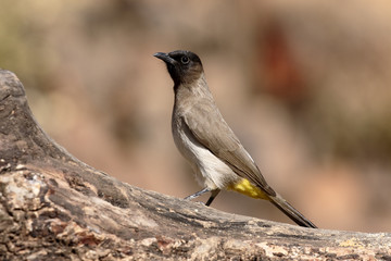 Common or Black-eyed bulbul, Pycnonotus barbatus