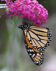 Monarch Butterfly on a Butterfly Bush - Ontario, Canada