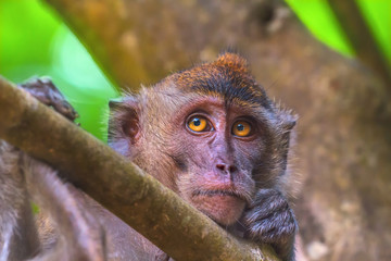 Crab-eating macaque, long-tailed macaque, Macaca fascicularis