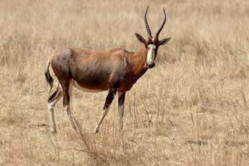 Blesbok, Damaliscus pygargus phillipsi
