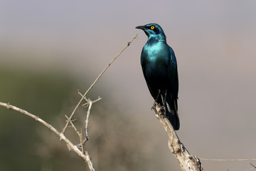 Cape starling, Lamprotornis nitens