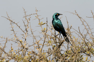 Cape starling, Lamprotornis nitens