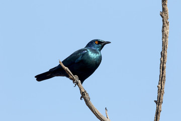 Cape starling, Lamprotornis nitens