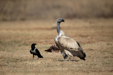 Cape vulture, Gyps coprotheres