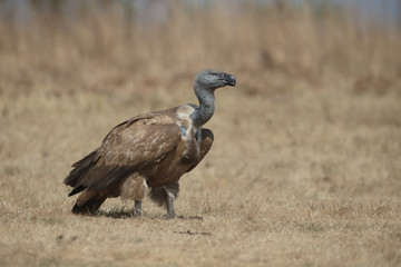 Cape vulture, Gyps coprotheres