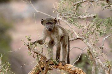 Chacma baboon, Papio ursinus